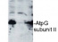 AtpG | ATPsynthase subunit II b' (chloroplastic)
